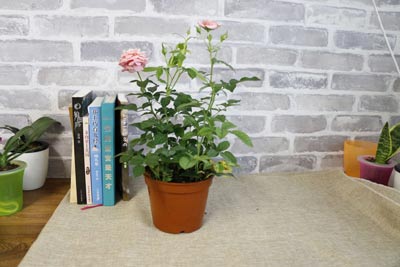 辦公室綠植效果圖